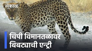 BIG NEWS : चिपी विमानतळावर बिबट्याची एन्ट्री l Leopard seen on Chipi Airport l Sakal