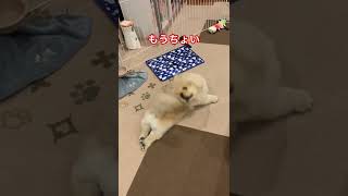 【肉球がまる見え貴重映像】　#ペキニーズ #トイプードル #犬 #shorts