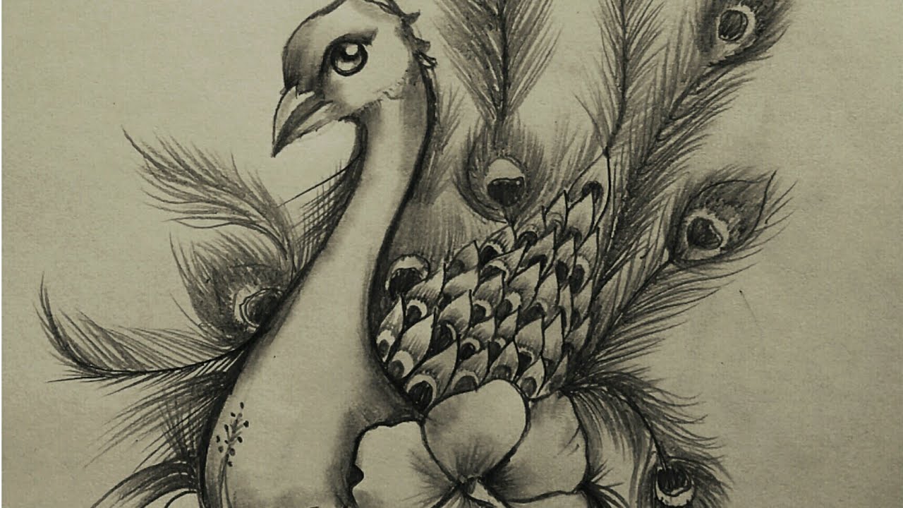 Peacock Drawing Sketch