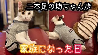 2本足の坊ちゃんが家族になった日。後ろ足と尻尾が無い猫。【保護猫】【ねこ自慢出演】