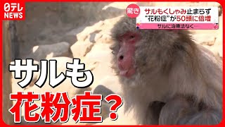 【花粉ピーク】影響は“サル”にも　薬局では花粉対策グッズが品薄に…