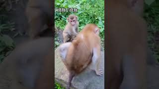 阿猴抓蟲記 #funny #monkey #shorts