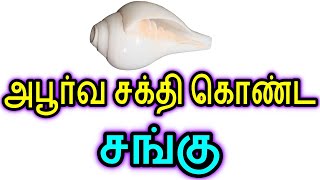 அபூர்வ சக்தி கொண்ட சங்கு | Sattaimuni Nathar