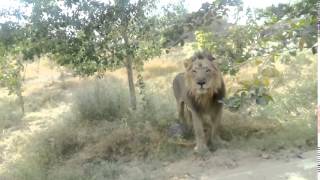 JODHPUR: pair of aisatic lion feeling comfortable at machiya biological park