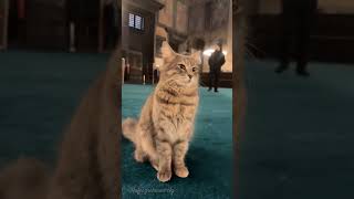 Cute cat's 😇 in mosque #cats #shorts