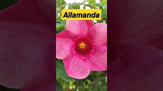 𝘼𝙡𝙡𝙖𝙢𝙖𝙣𝙙𝙖  𝙥𝙡𝙖𝙣𝙩 #shorts #short #allamanda #flowers #botanylove #flowertype #garden #nature #biology