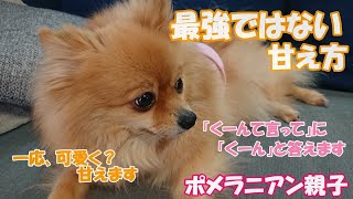 40代夫婦が育てる「くーんって言って」に「くーん」を返してくれるポメラニアン💖💖可愛さをアピールするポメラニアン💕💕今回はキレません（笑）【ポメラニアン親子コロひな\u0026ゆず】