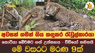 මද්දකට හසු වී අවසන් ගමන් ගිය කඳුකර කොටියා - The tiger that got caught in a trap