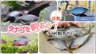 タナゴを飼おう！タナゴ飼育の1シーズン