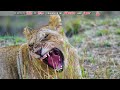 4k 肯亞 4馬塞馬拉國家保護區 動物大遷徙 kenya 4 masai mara national reserve. the great migration.