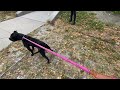 Clubs & Gooseberry leash test