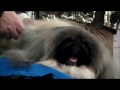 westminster kennel club 2012 best in show malachy the pekingese