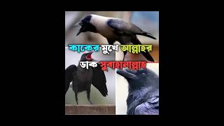 সুবহানাল্লাহ কাকের মুখে আল্লাহর ডাক শুনলে আপনি অবাক হয়ে যাবেন আলহামদুলিল্লাহ #shorts #foryou