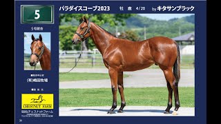 セレクションセール2024(Selection Sale) - ピックアップ上場馬ウォーキング動画(73頭)