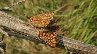 Marsh Fritillary (Euphydryas aurinia) Pair