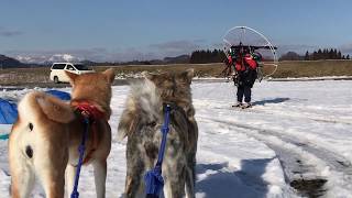 秋田犬　純　天、モーターパラグライダーの離陸を見る