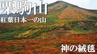 【紅葉】神の絨毯！？紅葉日本一の山！？栗駒山を満喫してきた！【登山】