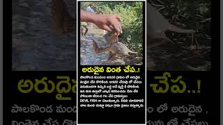 అరుదైన వింత చేప...! | #fishing #fish #fishingvideo #fishcurry #fishlife #trending #shortvideo #trend