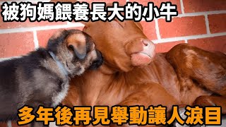 小牛被狗媽餵養長大，分離多年再見，小牛的反應看哭無數人……#動物 #真實故事 #暖心 #小牛 #德牧 #狗狗