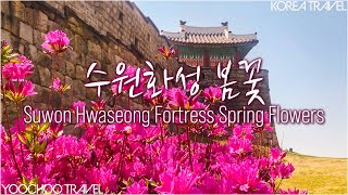 벚꽃, 철죽, 개나리 등 봄꽃이 만발한 수원화성 봄꽃풍경 🌼 korea scenery travel