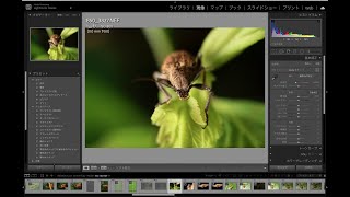 昆虫写真のLightroom採択・種の同定（2021/5/22）