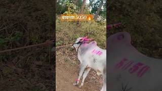 बावऱ्या 5050 🔥 | जयेष शेट पाटील यांचं बावऱ्या 5050 | Bavrya 5050 🔥