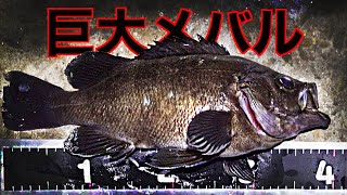 【４０cmを超える巨メバルはどんな場所にいるの？】〜レオンの深釣り堀 Vol 17 〜