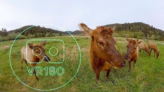 VR180 WILD ELK PEEPING VR CAMERA!  | 5.7K VR180