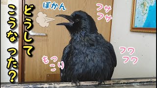 【ふっくら】いったい何故、カラスはふっくらしてしまったのでしょうか？ 平和猫\u0026姐御の＊\u0026見失い犬\u0026暴れ亀 20201218、カラス\u0026四つ足カルテット