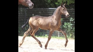 Epic Andalusians - Spirit of Epic Andalusians - 2021 COLOR PRE Andalusians Foals