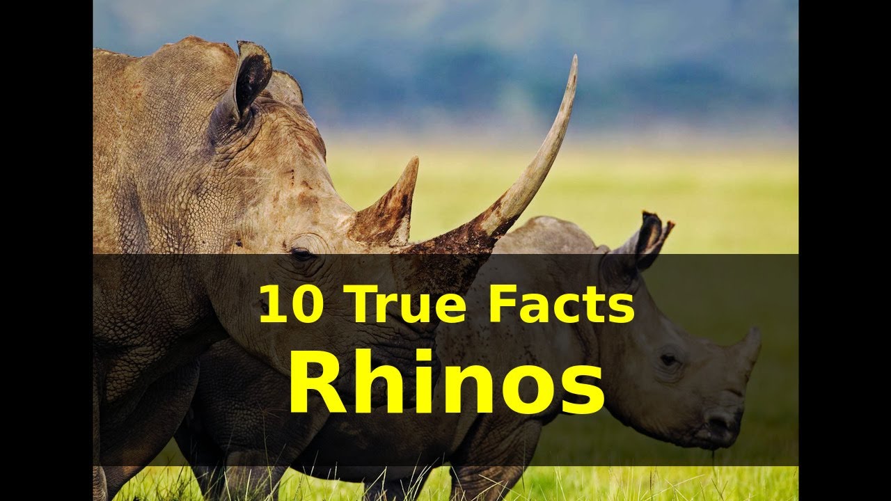 10 True Facts Rhinos - YouTube