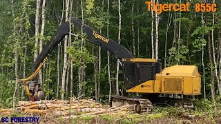 Cutting White Birch- Finally into Summer- Tigercat 855C LogMax 7000