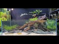 aquscape tutorial a 90cm aqua terrarium paludarium aquarium