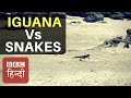 Iguana Vs Snakes Race of Death Video Won BAFTA Award (BBC EARTH)