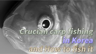 Crucian carp fishing in Korea and How to fish it