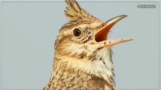 Κορυδαλλός - Το Κελάηδημα του Κορυδαλλού - Crested lark Bird song