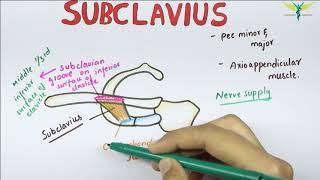 Subclavius - Muscle | Origin | Insertion | Nerve supply | Anatomy