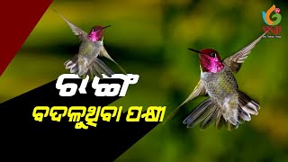 ବିଭିନ୍ନ ରଙ୍ଗ ବଦଳାଉଥିବା ଦୁଲର୍ଭ ସୁରଖାଭ ପକ୍ଷୀ//Most Beautiful Bird Of The World Surkhab Bird