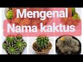 MENGENAL JENIS KAKTUS