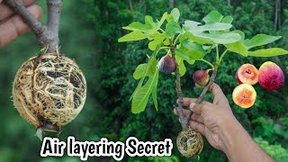 Grow Fig Tree From Layering| Clone a Fruit Tree Easily | Growing Fig in Pot or Container