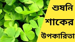 #শুষনি শাকের উপকারিতা# শুষনি শাকের ঔষধি গুণাগুন # Susni Shaker Upokarita #Marsilea Quadrifoliata#