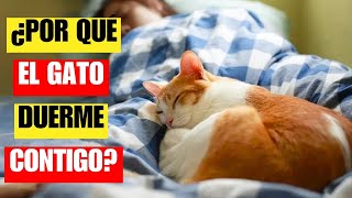 8 explicaciones científicas de por qué el gato duerme contigo