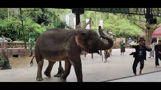 Part Penampilan Atraksi Gajah #tamansafariindonesiabogor