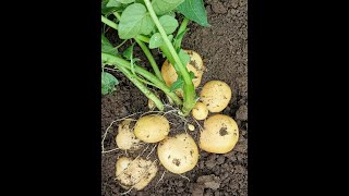 Apical Rooted Cutting for Fast-tracking Seed Potato Production