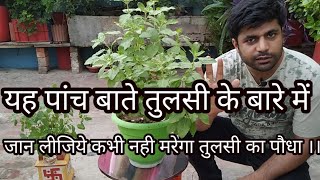 Tulsi plant ki care \u0026 tips / तुलसी जी के पौधे की देखभाल करने का आसान तरीका।।