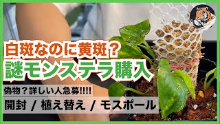 【モンステラ】白斑なのに黄斑？謎モンステラはお宝か偽物か？モンステラでもない？それなのに3株購入してしまいました