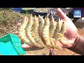 vannamei shrimp growth management tips on shrimp groth rate speed growth formula aqua factory