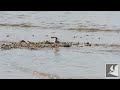 コアジサシの親子2 little tern parent and child 2