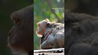 So sweetie newborn baby monkey | Cutie and Lovel Baby Monkey #288 # Longmonkeyvideos