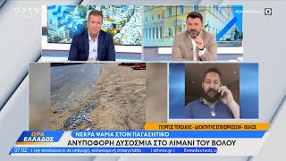 Ιδιοκτήτης επιχειρήσεων στον Βόλο για τα νεκρά ψάρια στο λιμάνι της πόλης | OPEN TV